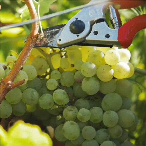 grape harvesting shears