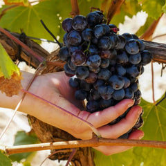 Voucher Experiência: Aprender a Fazer Vinho de Talha
